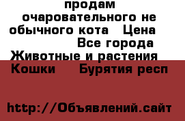 продам очаровательного не обычного кота › Цена ­ 7 000 000 - Все города Животные и растения » Кошки   . Бурятия респ.